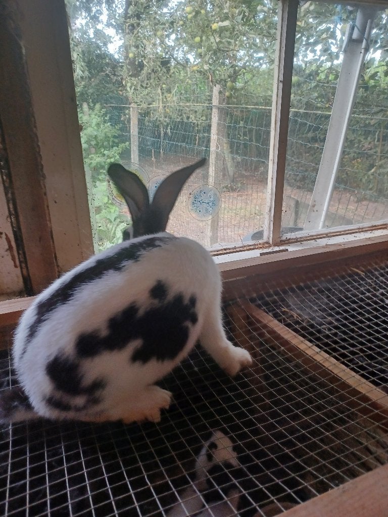 Voedster, Dieren en Toebehoren, Konijnen, Vrouwelijk, Groot, 0 tot 2 jaar