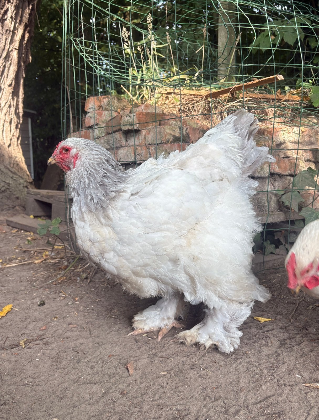 3 brahma hennen, Dieren en Toebehoren, Pluimvee, Vrouwelijk, Kip