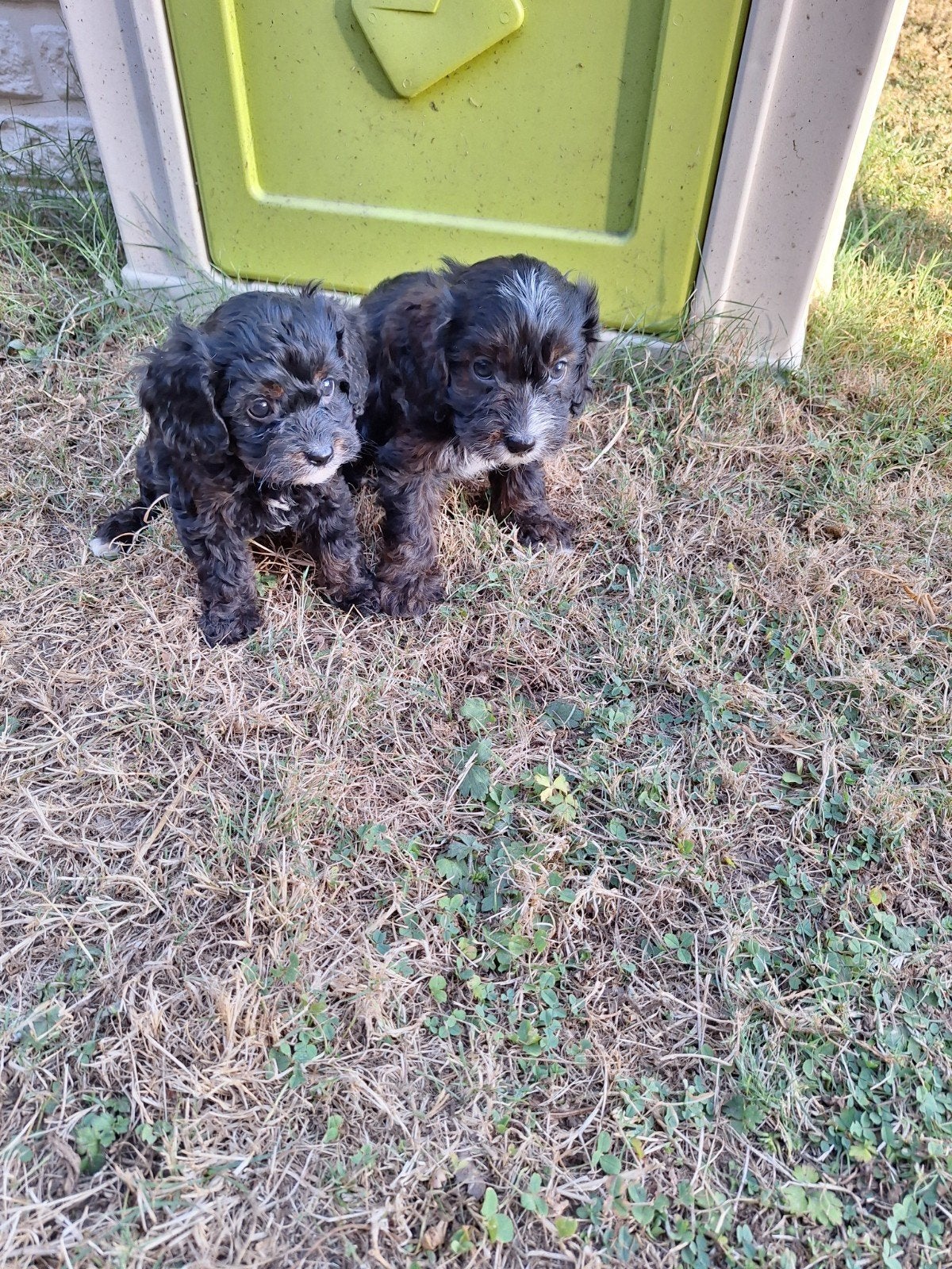 Cavapoo pups, Animaux & Accessoires, Chiens | Chihuahuas & Chiens de compagnie, Maladie de Carré (chiens), Belgique, Plusieurs
