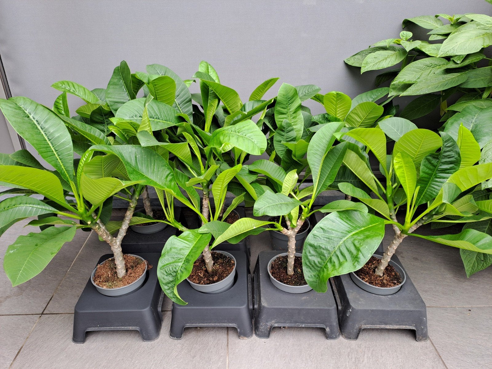 Plumeria Rubra ( frangipani of tempelboom), Tuin en Terras, Planten | Tuinplanten, Ophalen of Verzenden, Volle zon