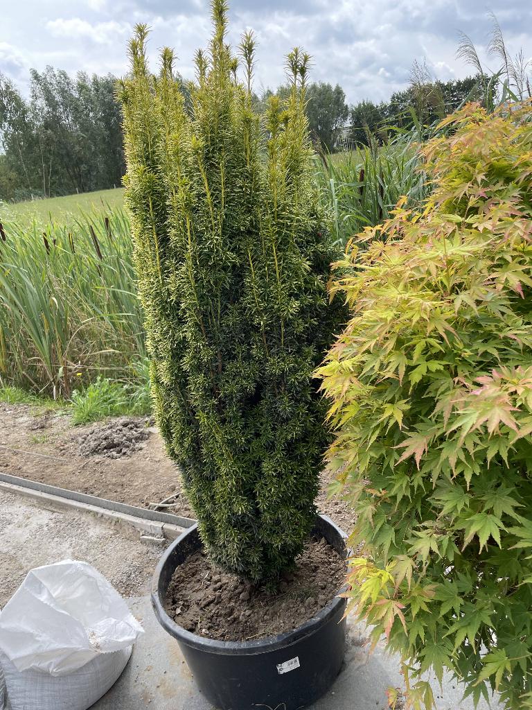 slank blijvende speciale taxus (2,20 cm), Tuin en Terras, Ophalen, Vaste plant