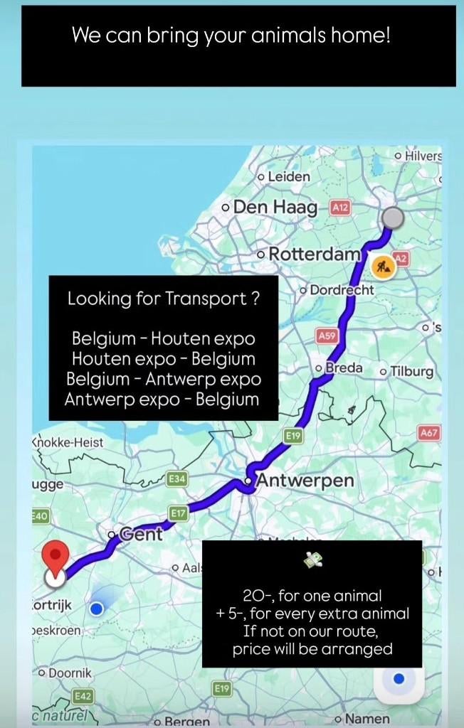 Wij bieden transport aan! (Reptielen, andere,..), Dieren en Toebehoren, Reptielen en Amfibieën, Overige soorten, 0 tot 2 jaar