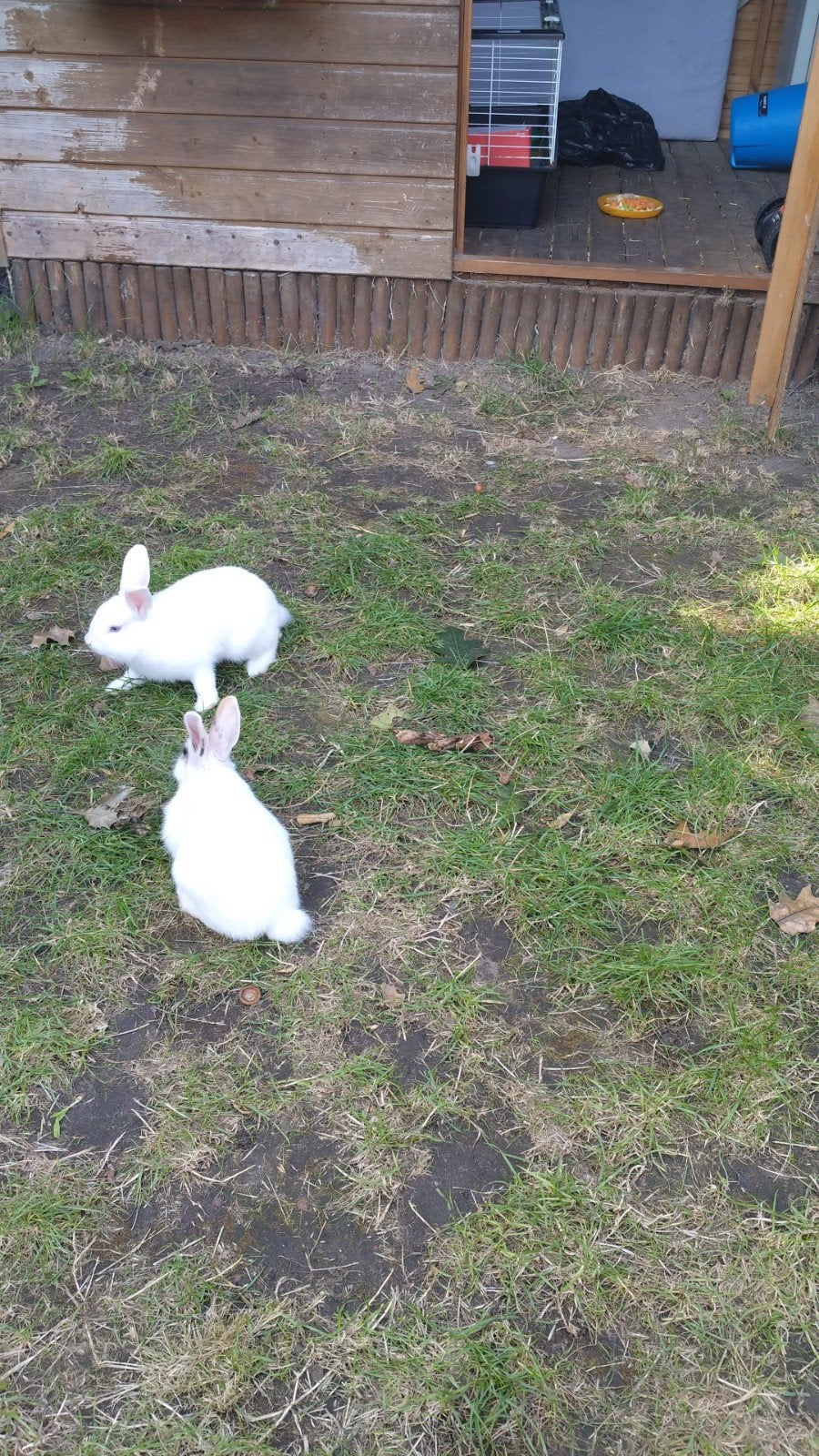 2 konijnen, Dieren en Toebehoren, Mannelijk