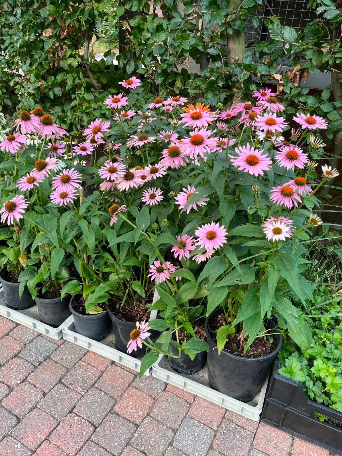 echinacea purpurea, echinacea White powwow, Ophalen, Vaste plant, Volle zon