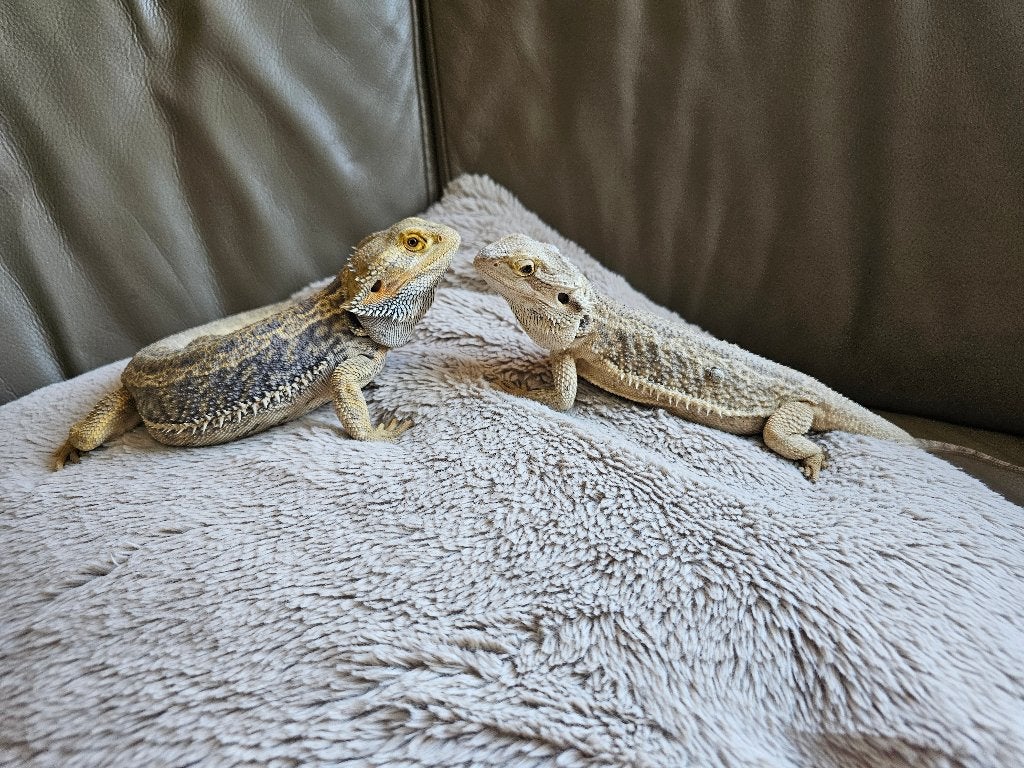 baardagaam man&vrouw met terrarium, Animaux & Accessoires, Reptiles & Amphibiens, Lézard, Domestique, 3 à 6 ans