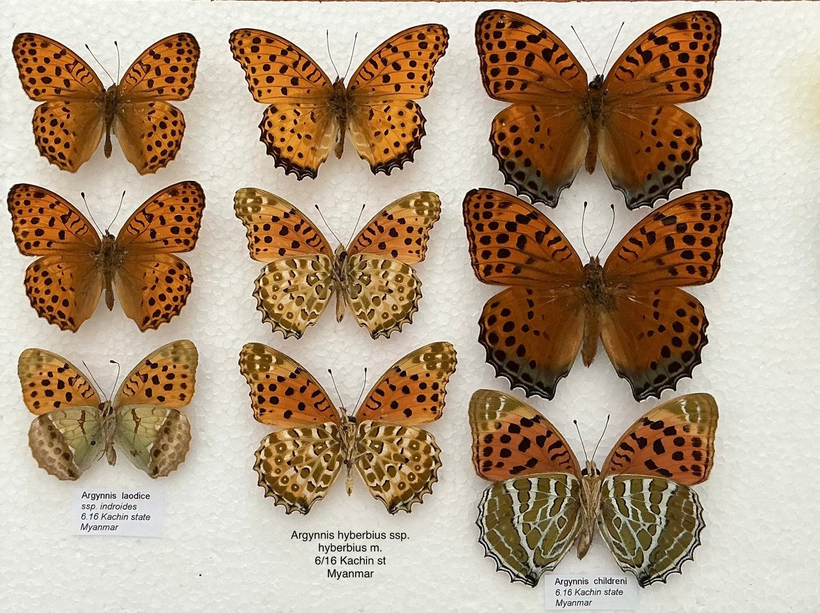 Argynnis vlinders uit Birma voor collectie, Ophalen