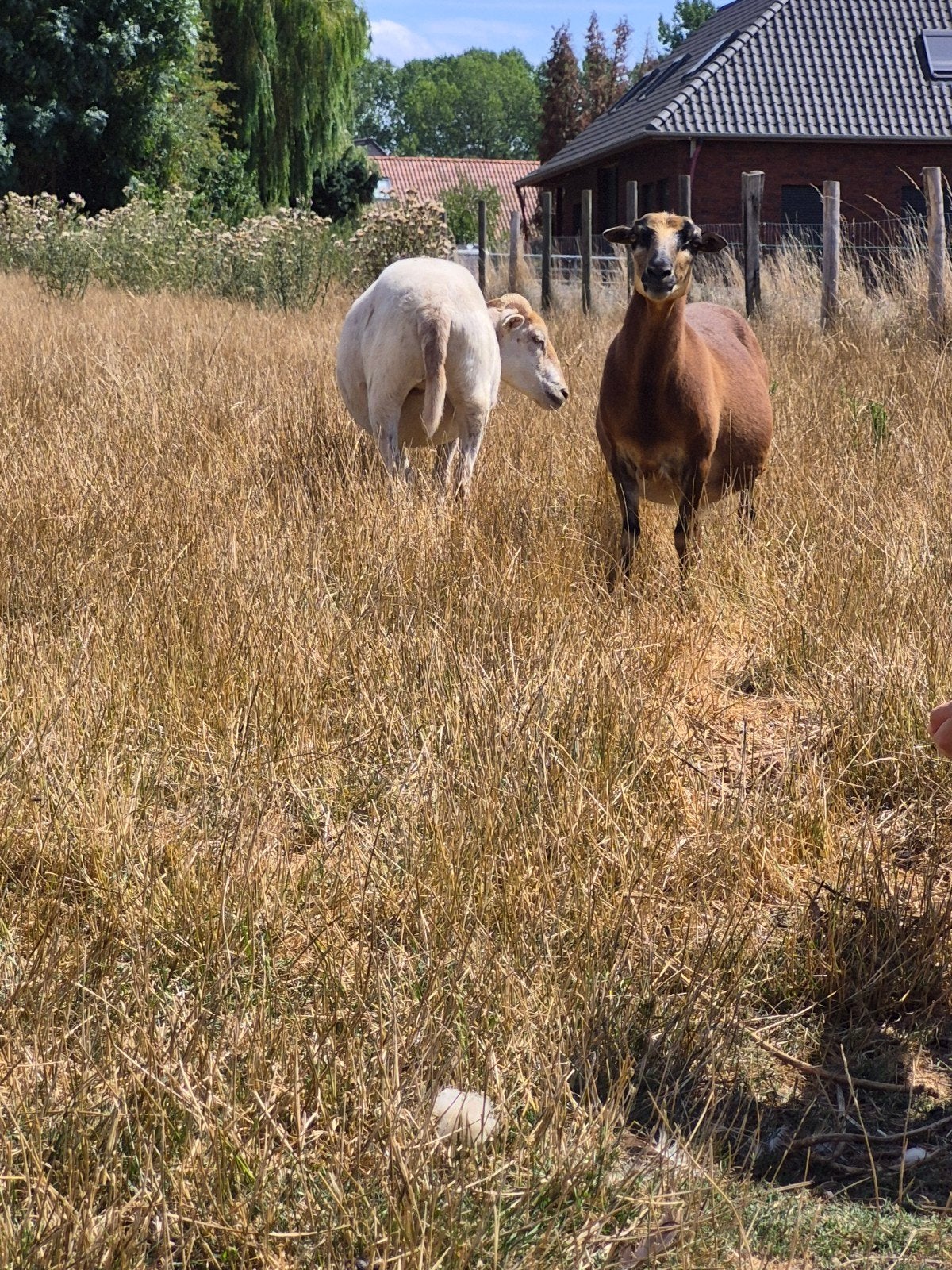 Kameroen schapen, Dieren en Toebehoren, Schapen, Geiten en Varkens, Vrouwelijk, Schaap