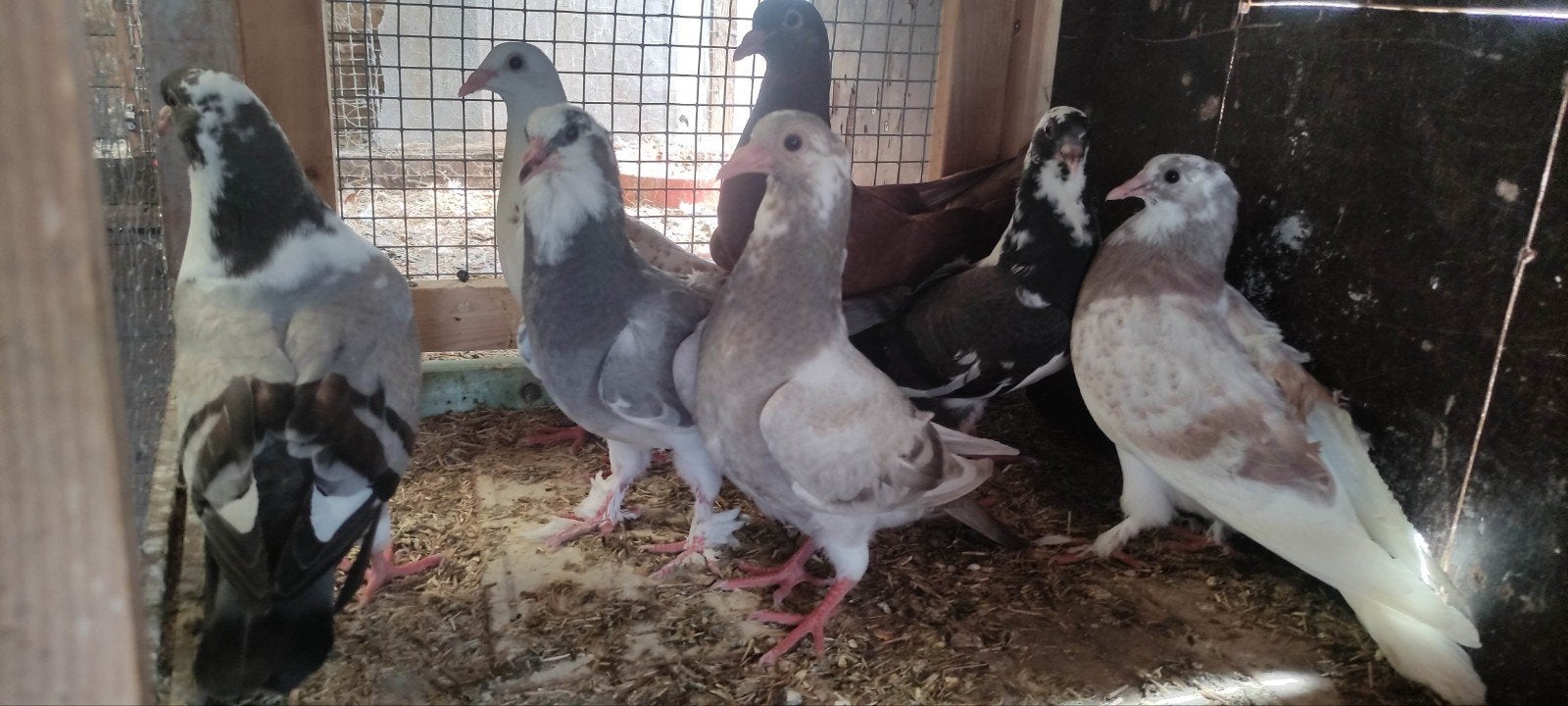 Duivenjongen verschillende kleuren. 6 € per stuk., Dieren en Toebehoren, Pluimvee