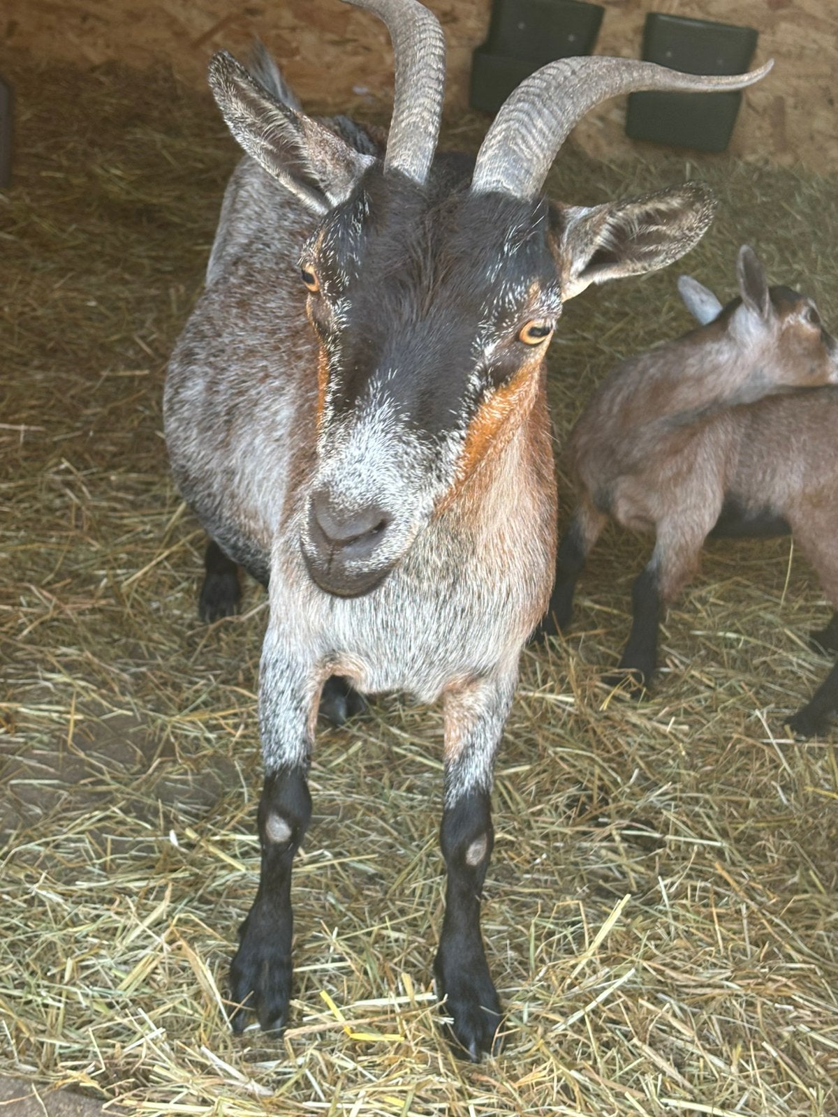 Moedergeit met dochtertje te koop, Dieren en Toebehoren, Schapen, Geiten en Varkens, Geit
