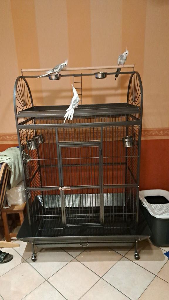 Papegaaien kooi, Enlèvement, Utilisé, Métal, Cage à oiseaux