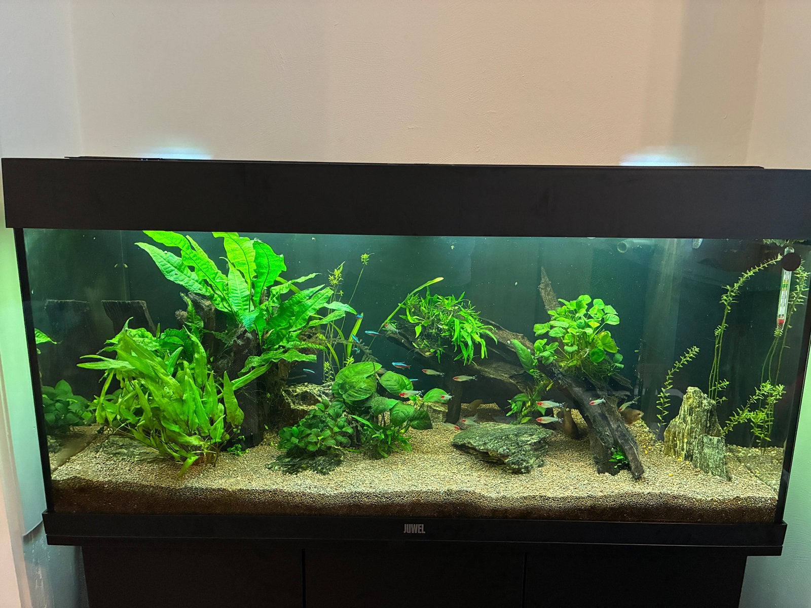 Juwel Rio 180, Ophalen, Juwel, Pomp, Gevuld zoetwateraquarium