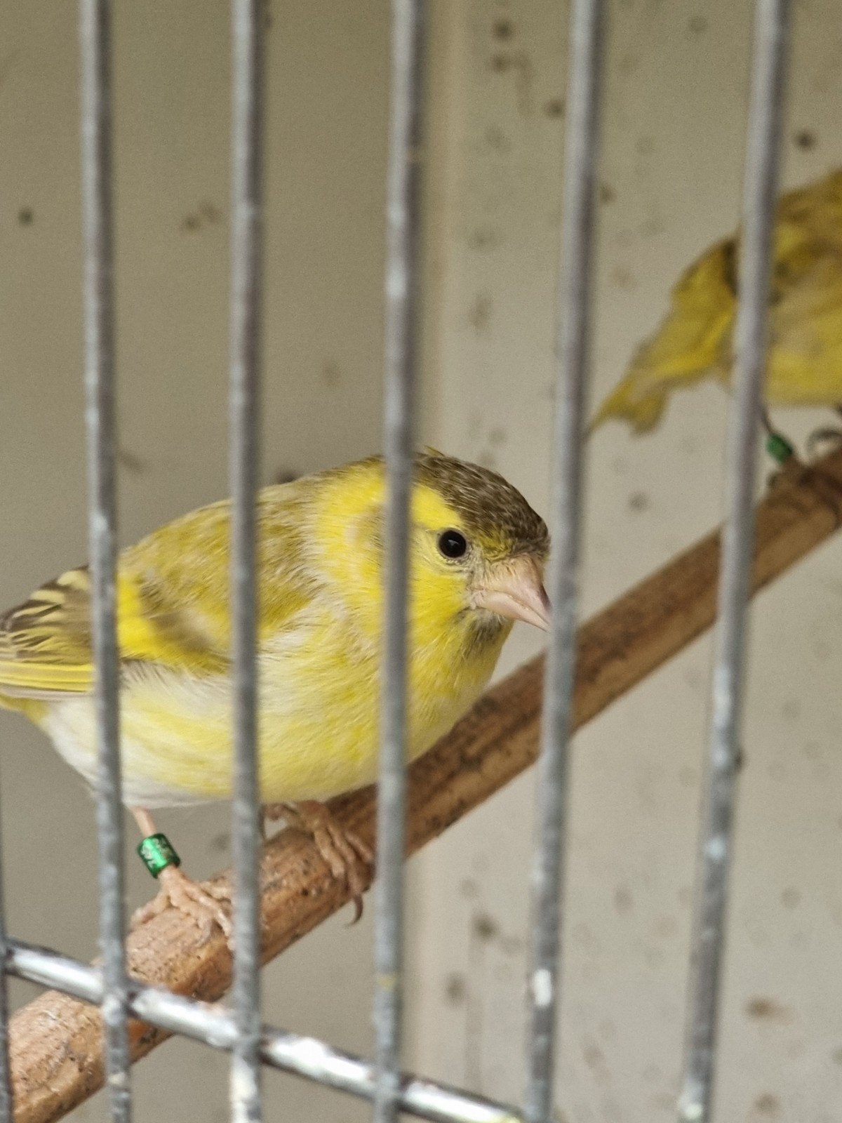 Europese sijzen isabel 2026., Dieren en Toebehoren, Meerdere dieren, Geringd