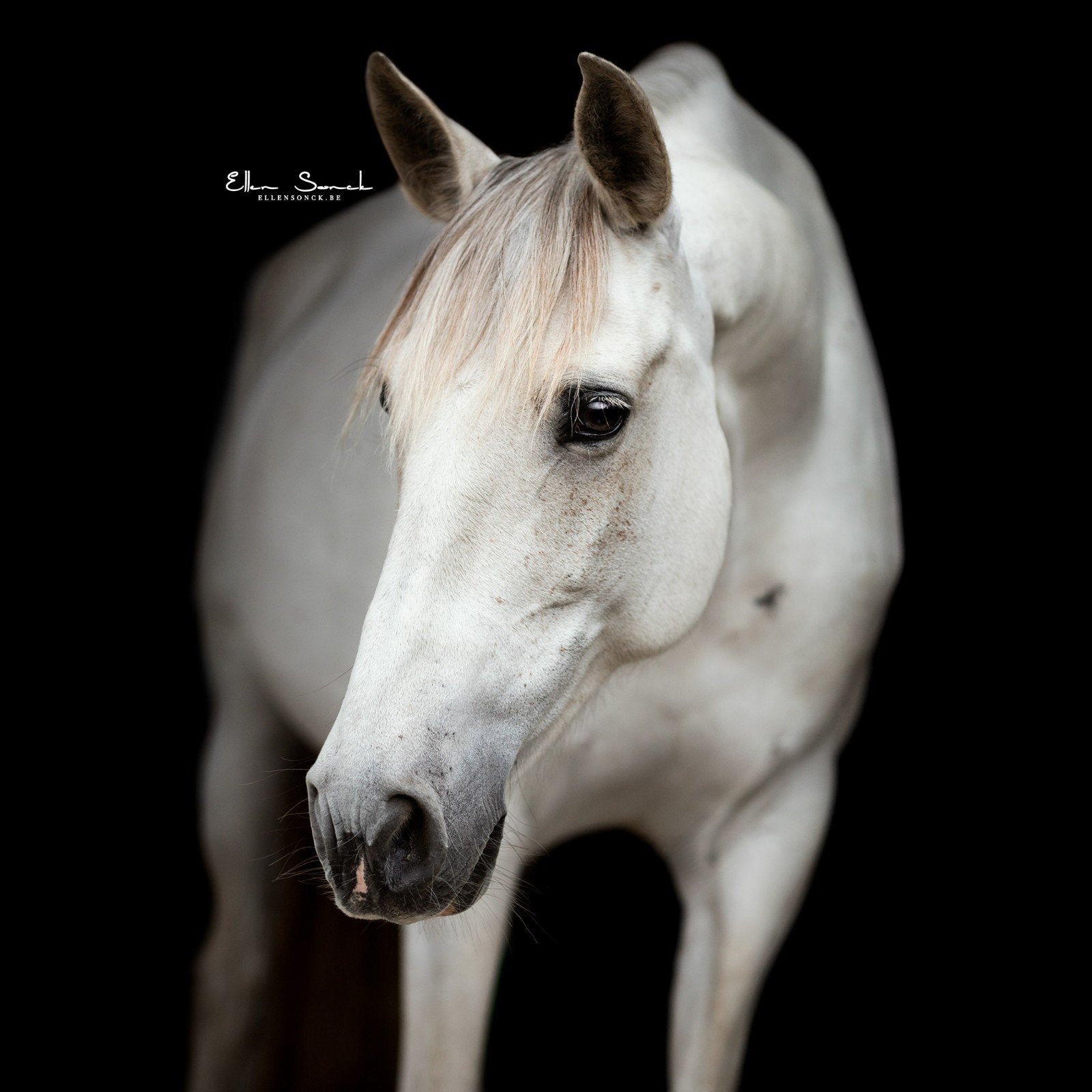 Ter adoptie: spaanse merrie, Dieren en Toebehoren, Paarden, Merrie, M, Minder dan 160 cm, 11 jaar of ouder