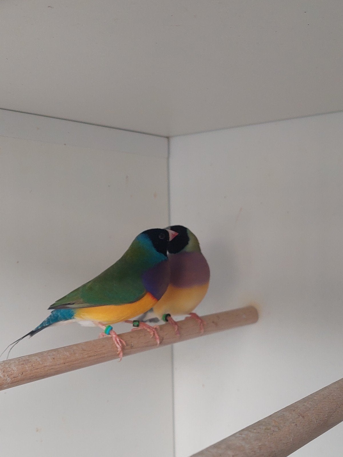 gouldamadine koppel natuurbroed, Animaux & Accessoires