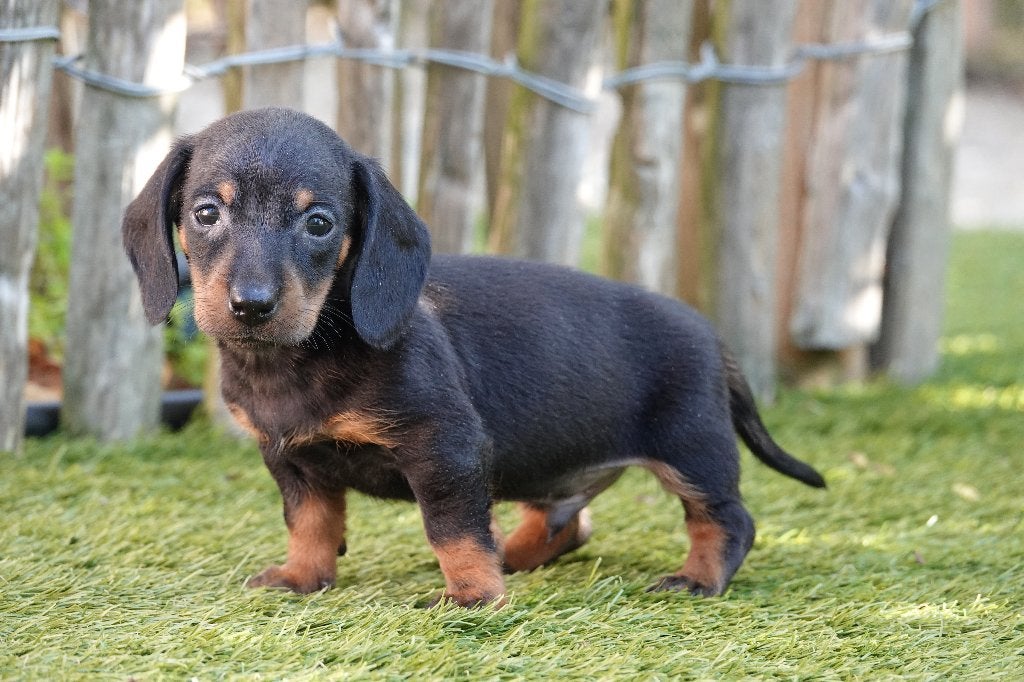 Kortharige dwergteckel pups, met stamboom; black&tan, Dieren en Toebehoren, België, CDV (hondenziekte), 8 tot 15 weken, Korthaar
