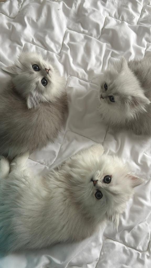 Parsan chinchilla-katje, Dieren en Toebehoren, Katten en Kittens | Raskatten | Langhaar, Poes, Gechipt, 0 tot 2 jaar
