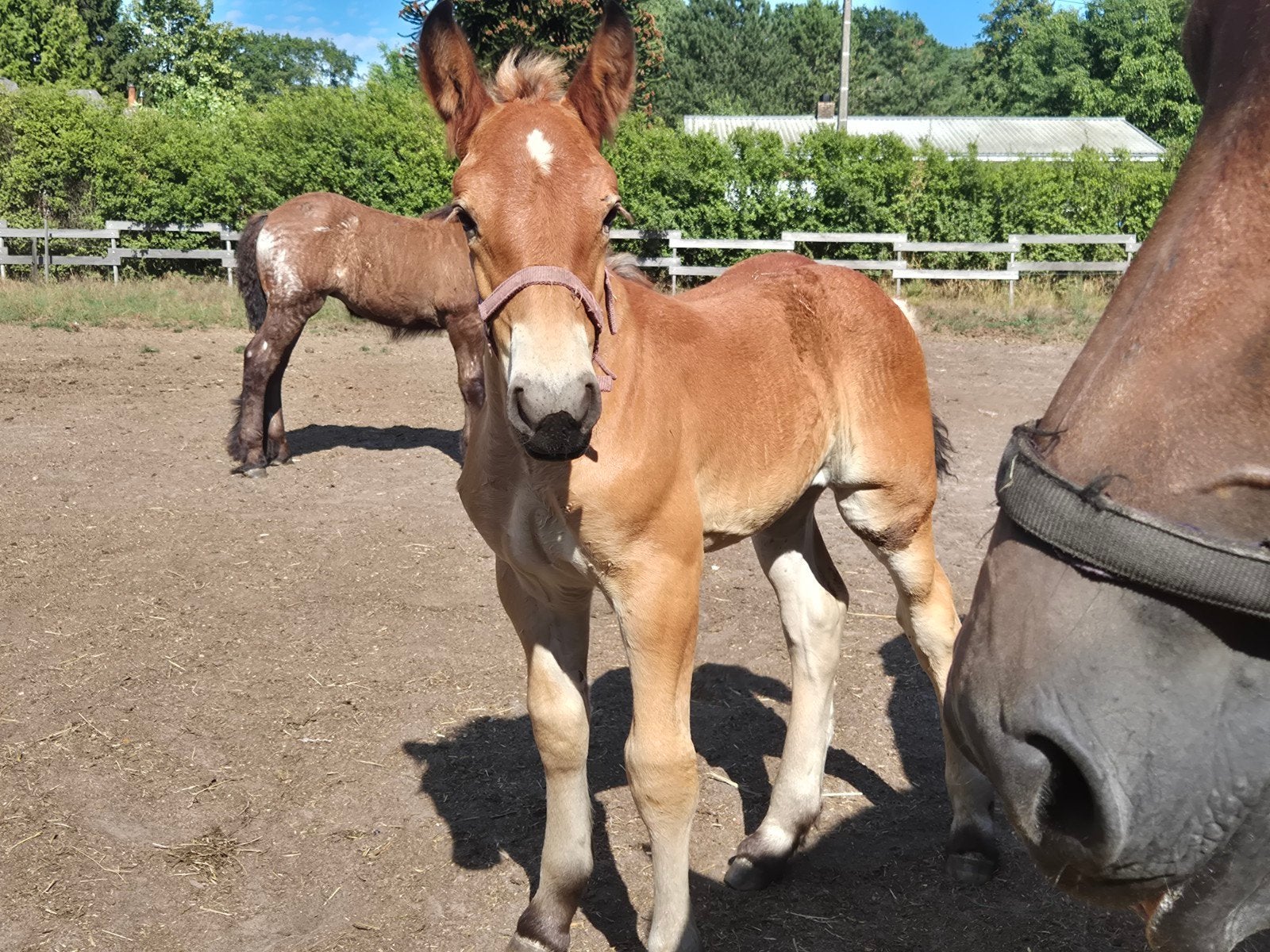 Trekpaard merrieveulen, Animaux & Accessoires, Chevaux, Vermifugé