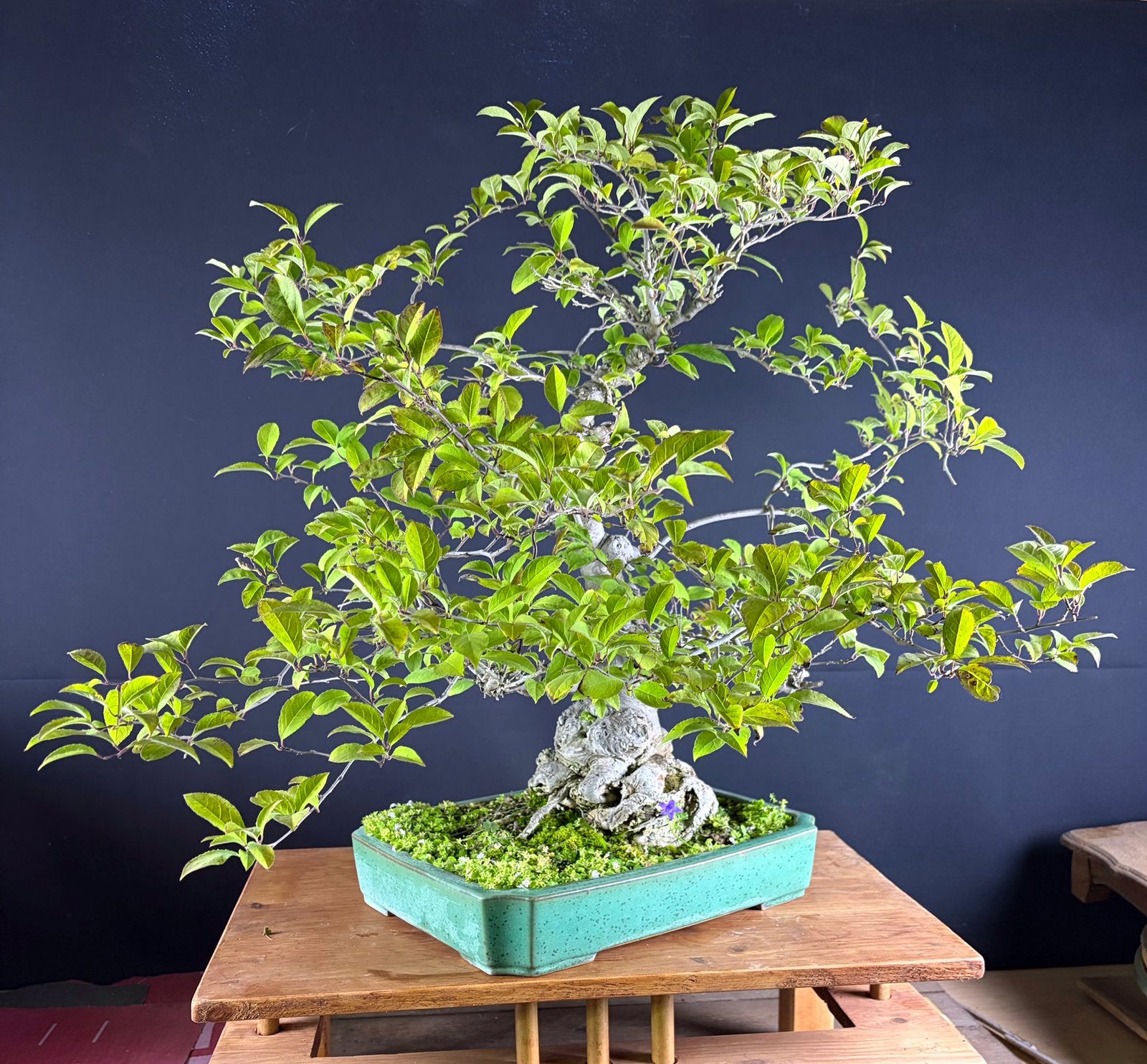 Bonsai Pseudocydonia, Ophalen