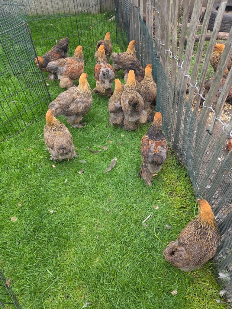 Brahma meerzomig patrijs hennen, Dieren en Toebehoren