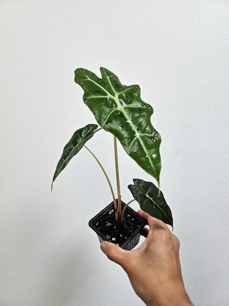 Alocasia Polly #3, Autres espèces, En pot, Enlèvement ou Envoi, Moins de 100 cm