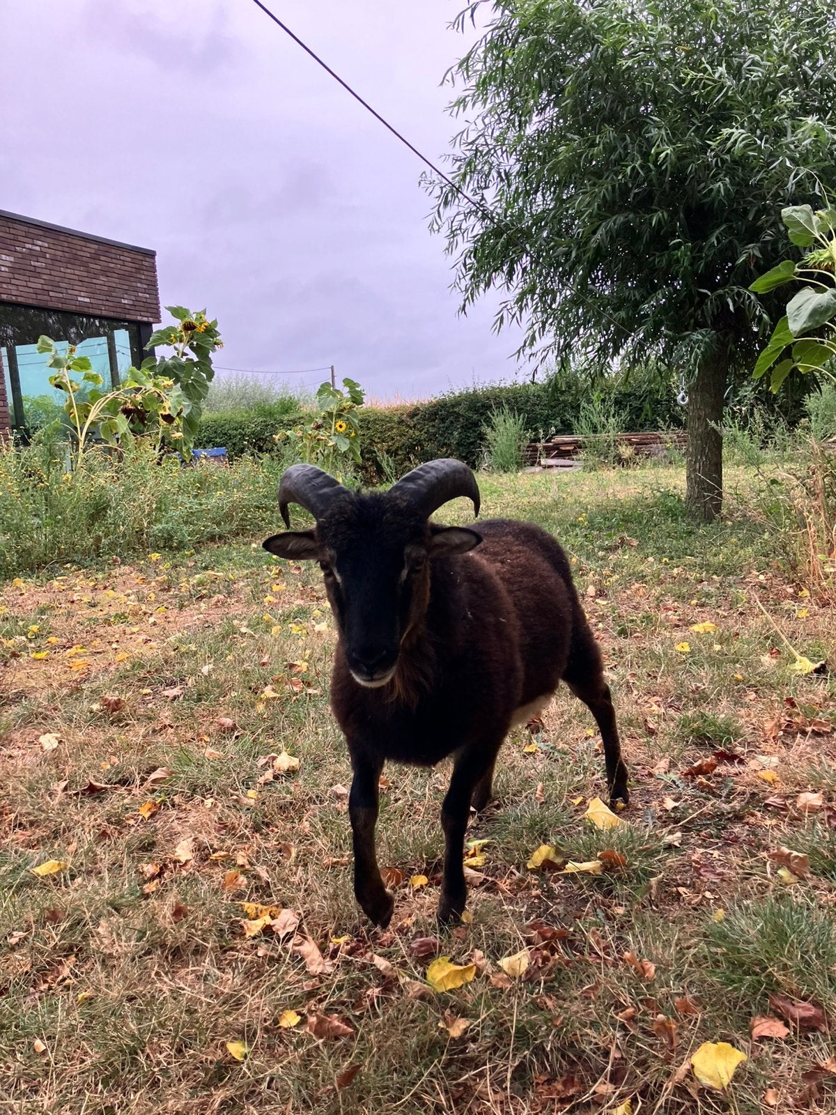 Raszuiver soay lammetje, ram., Mannelijk, Schaap, 0 tot 2 jaar