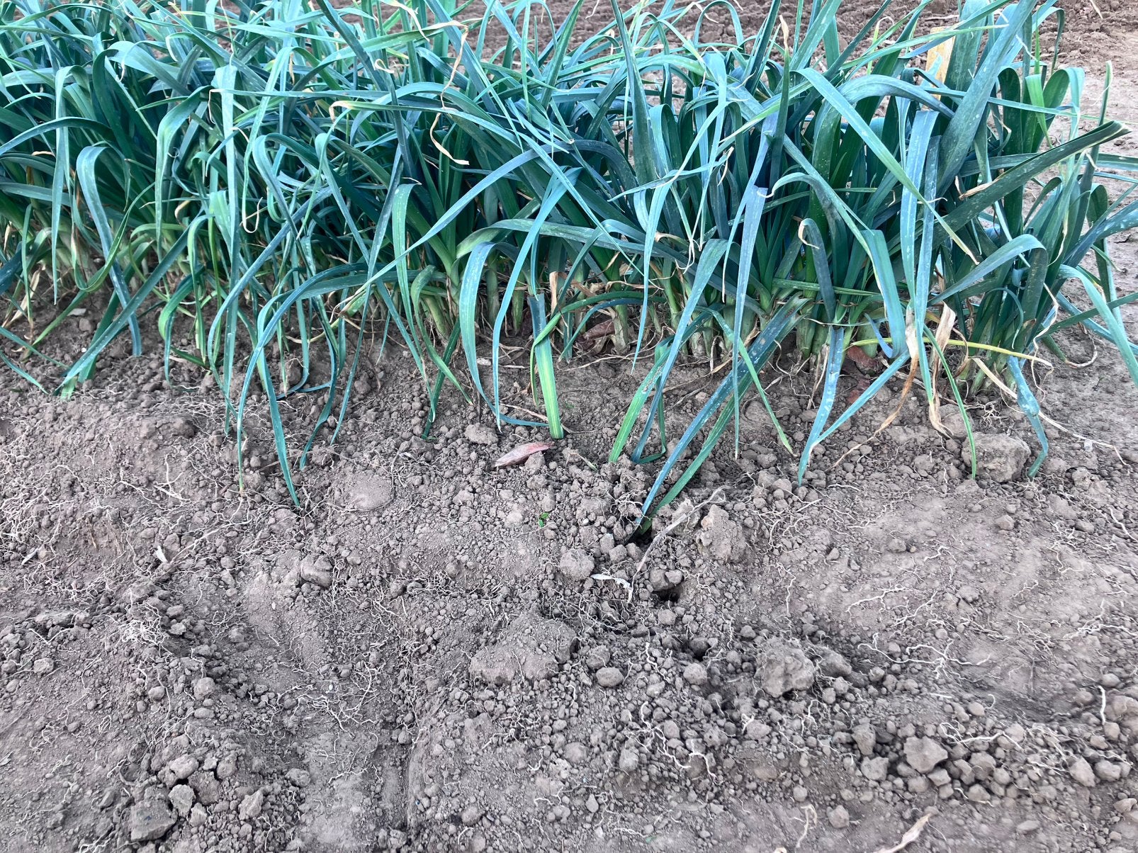 Plant prei, Enlèvement