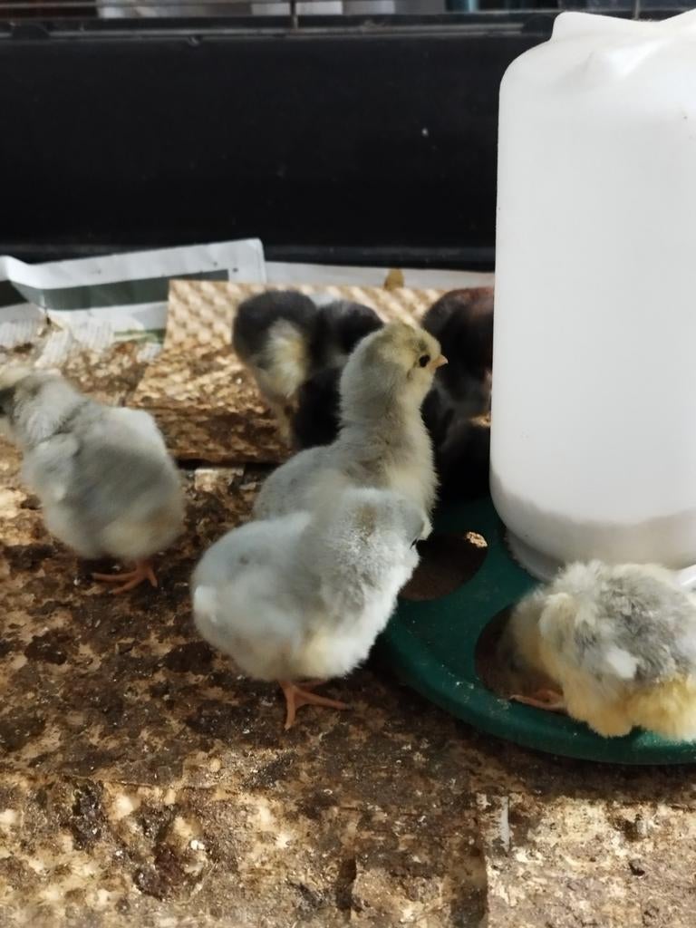 British lavender araucana kuikens, Dieren en Toebehoren