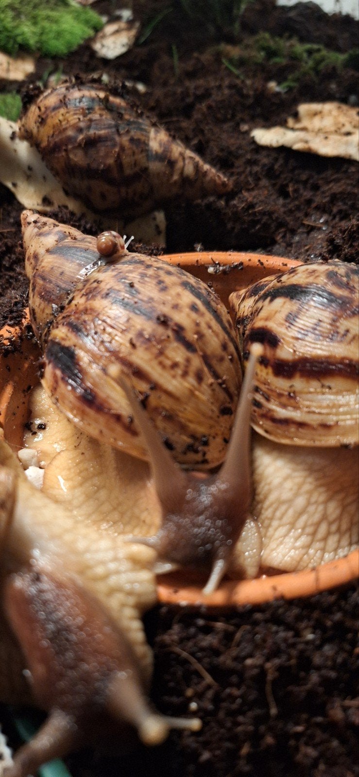 afrikaanse reuzenslak agaatslak lissachatina reticulata, Dieren en Toebehoren, Overige soorten, Tam, 0 tot 2 jaar