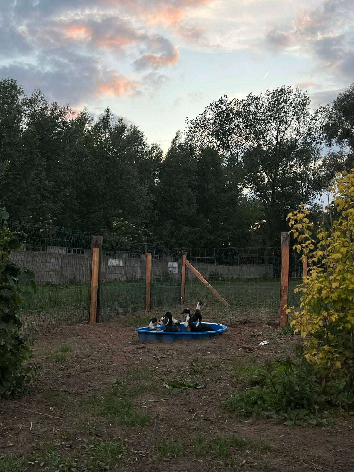 Loopeenden te koop, Dieren en Toebehoren, Eend