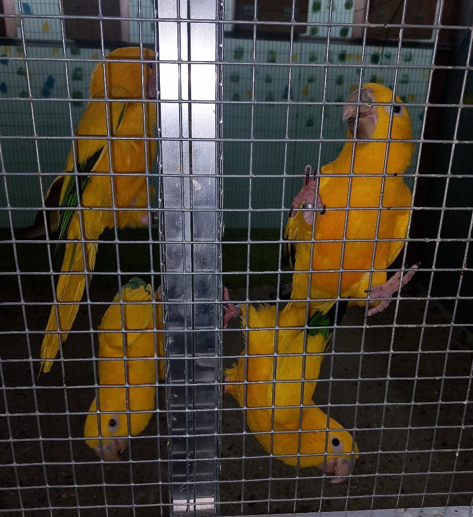 goudparkieten te koop of ruilen, Plusieurs animaux, Perroquet, Domestique