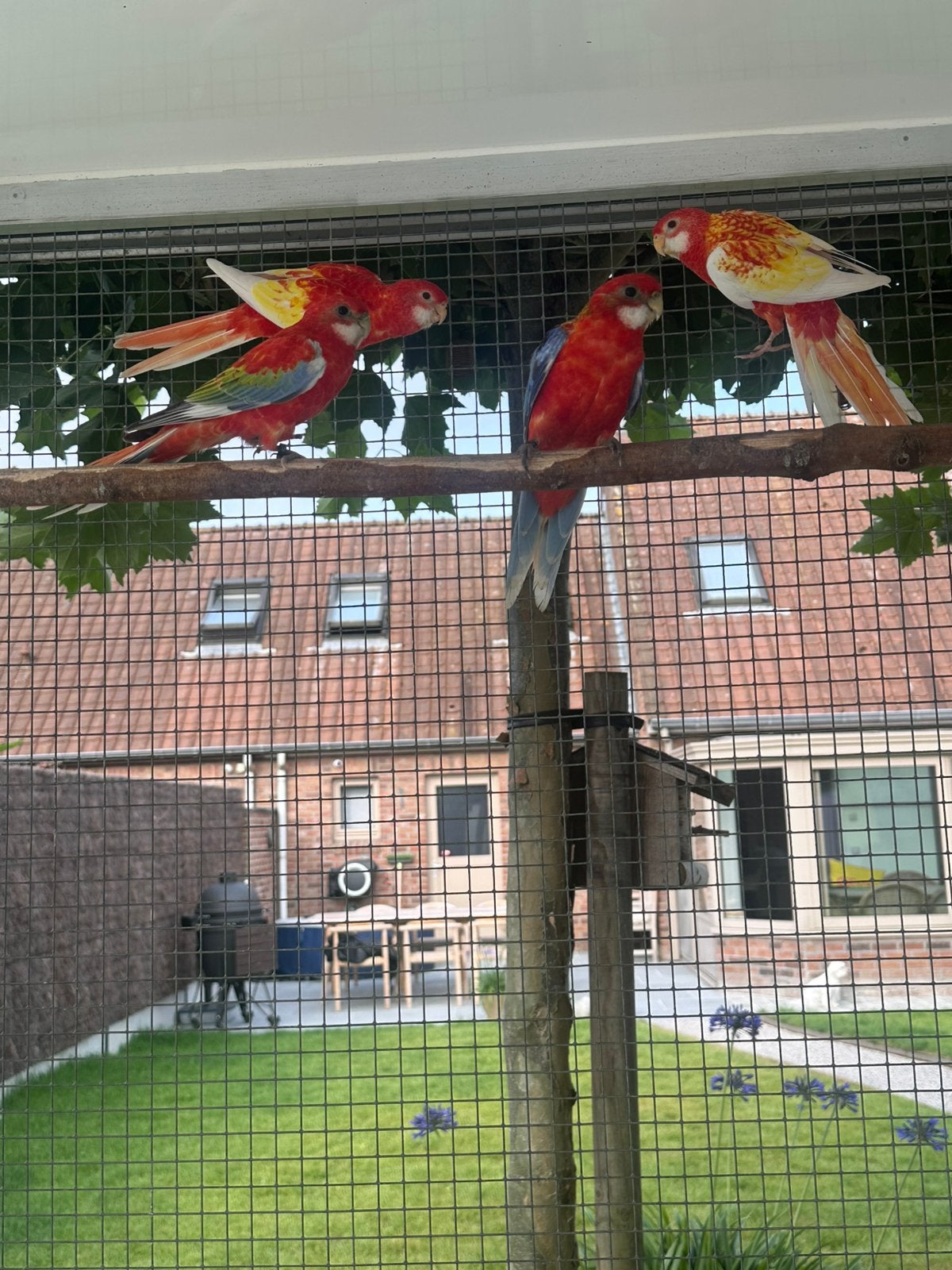 Rosella’s, Dieren en Toebehoren, Vogels | Parkieten en Papegaaien, Meerdere dieren, Parkiet, Geringd