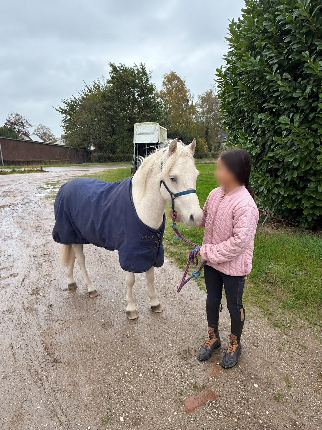 Mooie cremello merrie, Dieren en Toebehoren, Merrie, Onbeleerd, B pony (1.17m tot 1.27m), Met stamboom