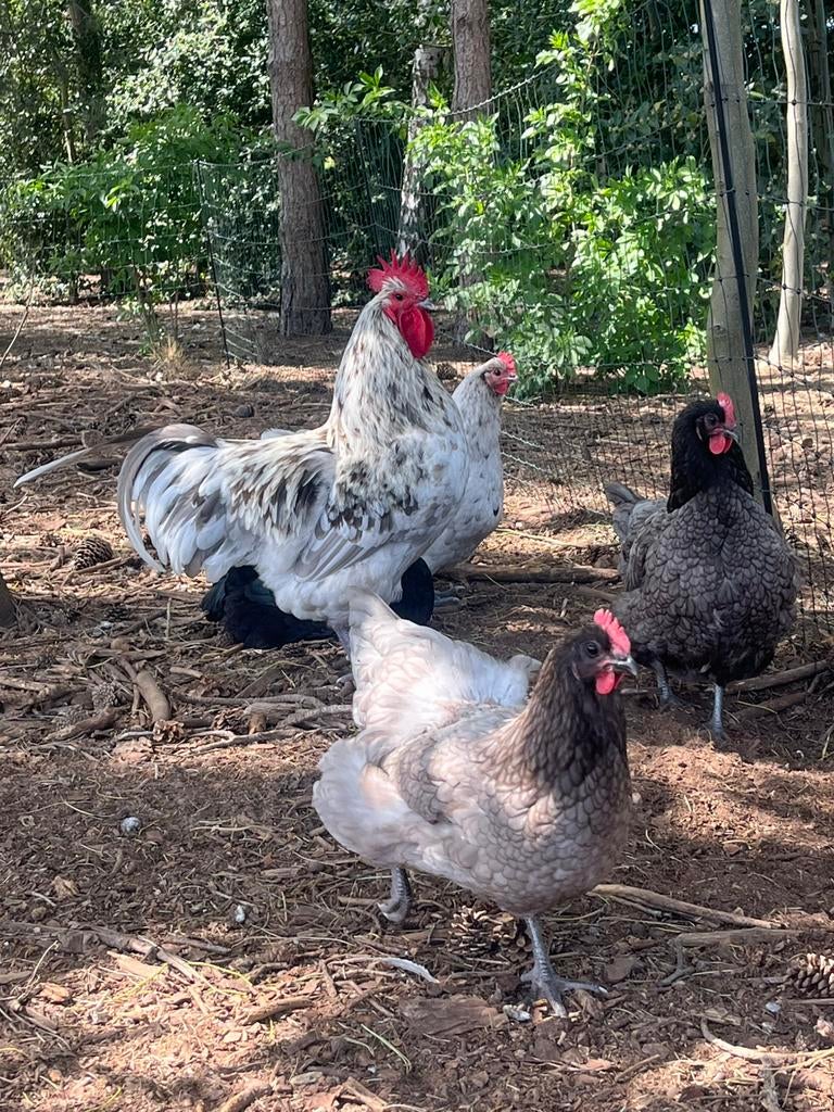 Australorp kuikens, Dieren en Toebehoren, Pluimvee