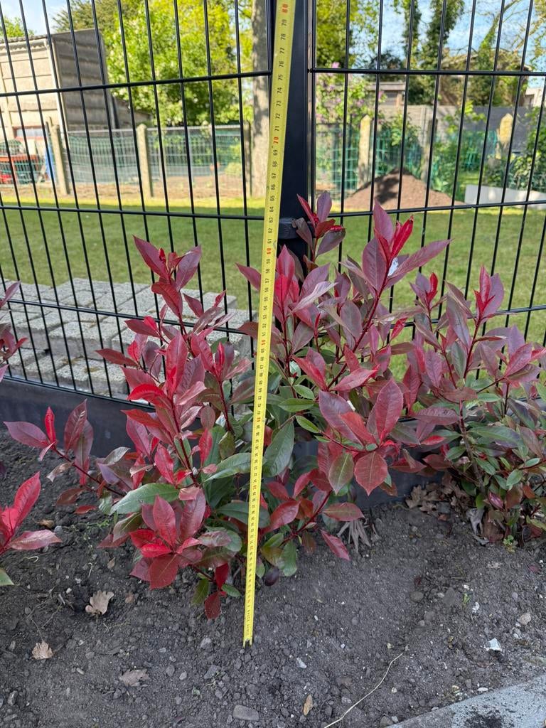Photinia  fraseri ‘Red Robin’., Tuin en Terras, Ophalen