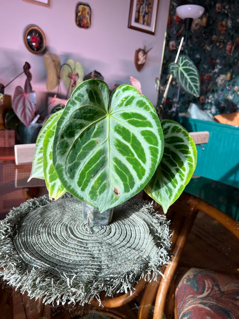 Anthurium Silver Blush, Huis en Inrichting, Kamerplanten, Ophalen of Verzenden