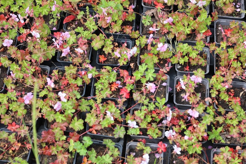 Geranium cantabrigiense 'Biokovo', Jardin & Terrasse, Plantes | Jardin, Enlèvement, Plante fixe, Couvre-sol