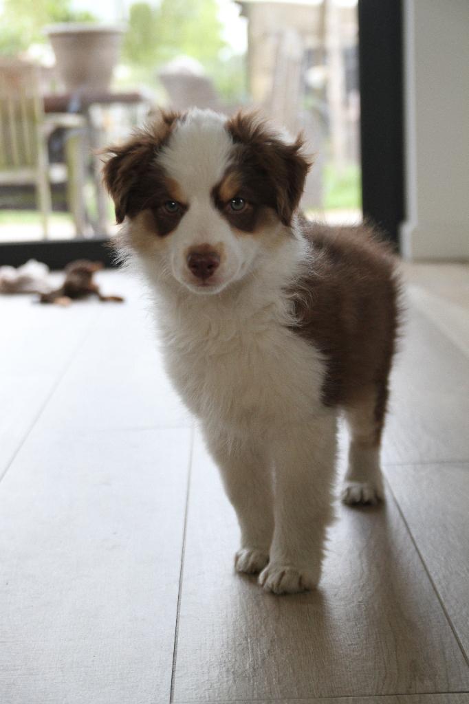 Mini American Shepherd pup - mini aussie, Dieren en Toebehoren, Honden | Herdershonden en Veedrijvers, België, Particulier, Overige rassen