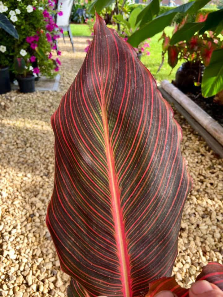 Canna Durban, Tuin en Terras, Ophalen, Zomer, Overige soorten