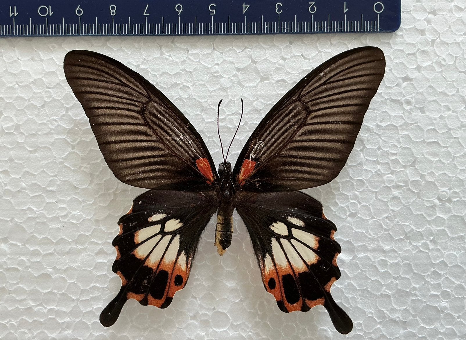 Papilio agenor f. distantianus, Verzamelen, Ophalen of Verzenden