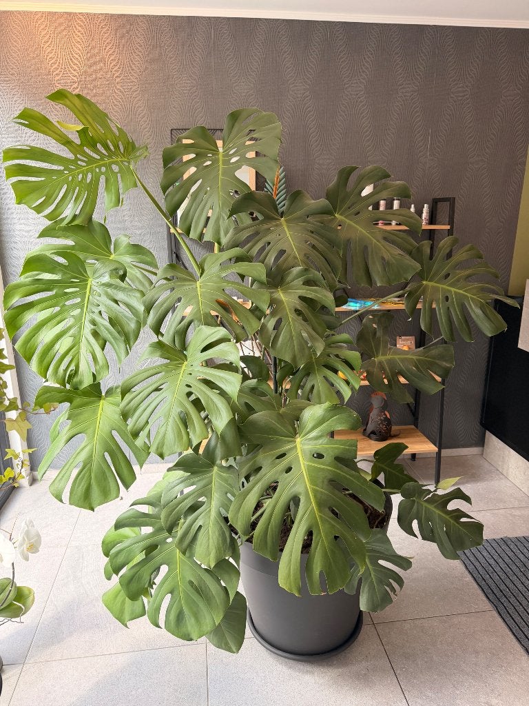 Monstera géante, Maison & Meubles, Autres espèces, En pot, Enlèvement ou Envoi, 200 cm ou plus