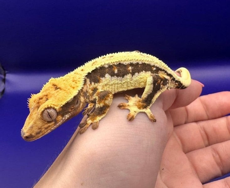 Wimpergecko Lilly white, Dieren en Toebehoren, Overige soorten, 0 tot 2 jaar