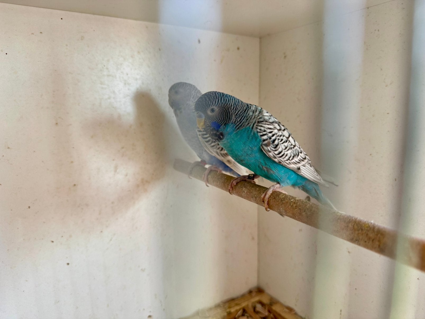 Grasparkieten melanistic bf split bw koppel