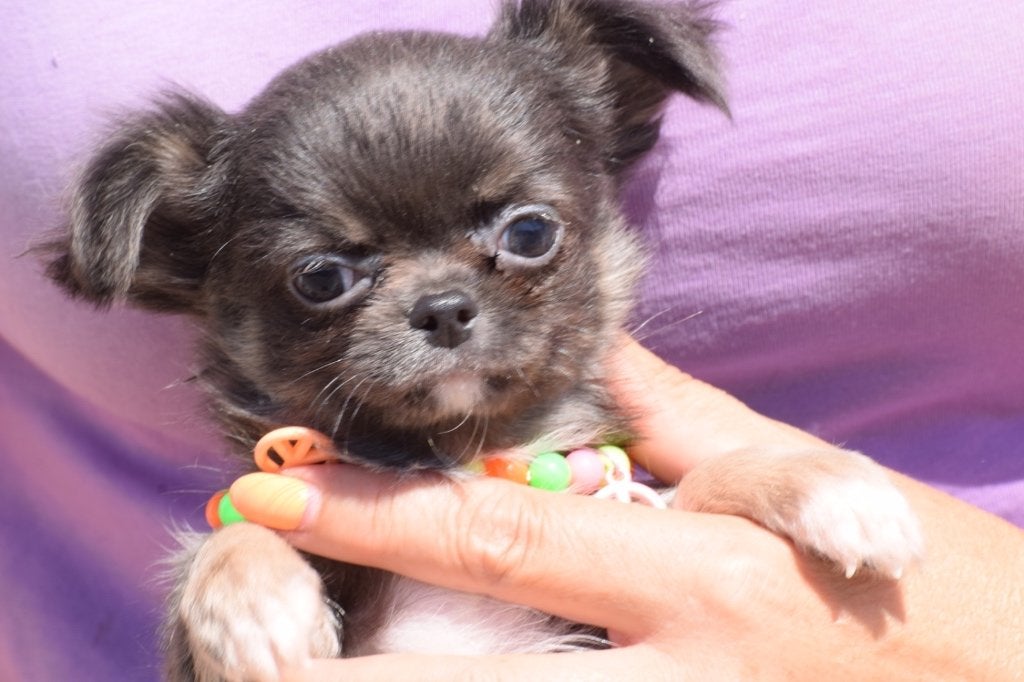 Les chiots Chihuahua restent petits, 15 semaines à 1 an, Maladie de Carré (chiens), Éleveur | Professionnel, Plusieurs