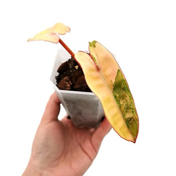 Philodendron Billietiae Variegata, Huis en Inrichting, Overige soorten, Ophalen of Verzenden, In pot, Minder dan 100 cm