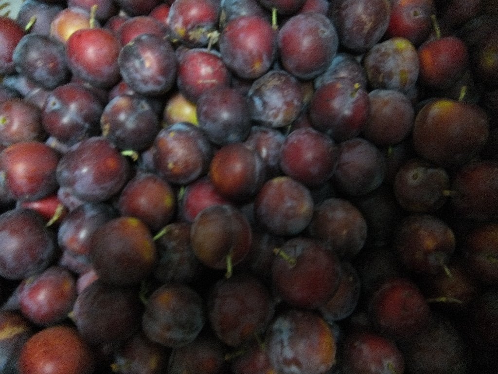 Blauwe pruimen, Ophalen