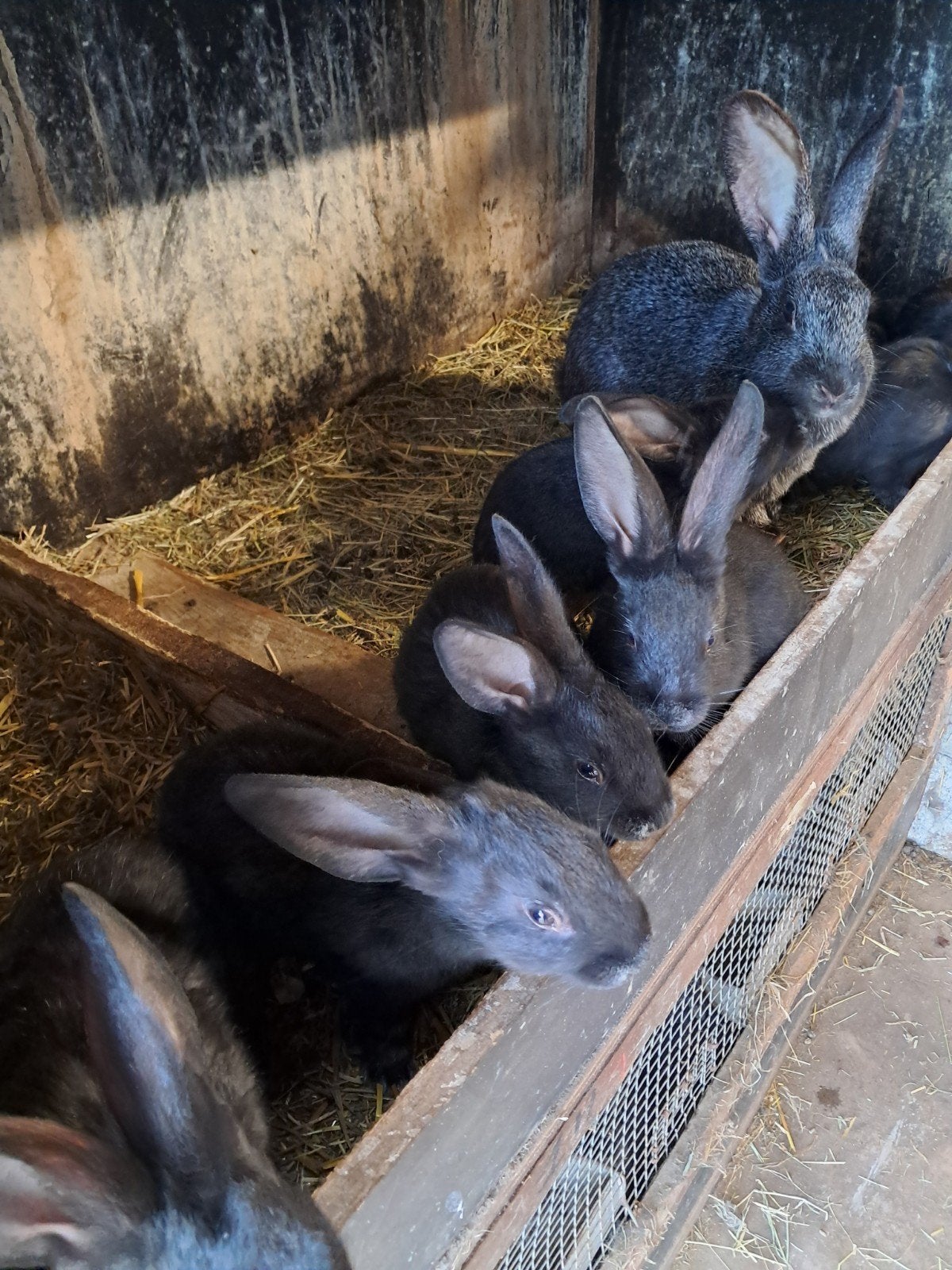 vleeskonijnen, Dieren en Toebehoren, 0 tot 2 jaar