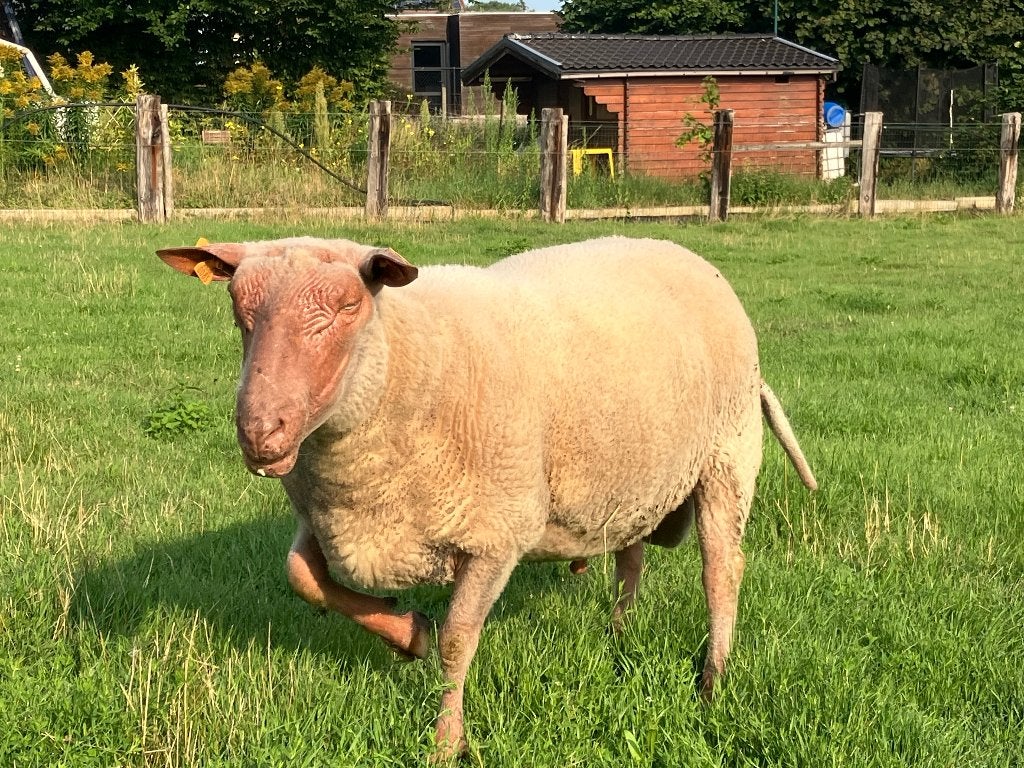 Dekram, Dieren en Toebehoren, Mannelijk, Schaap, 3 tot 5 jaar