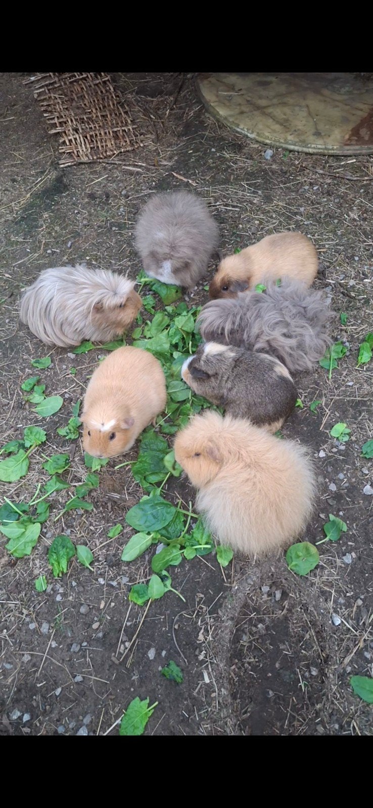 Groep cavia's over te nemen, Animaux & Accessoires, Rongeurs, Plusieurs animaux, Cobaye, Janvier, Domestique