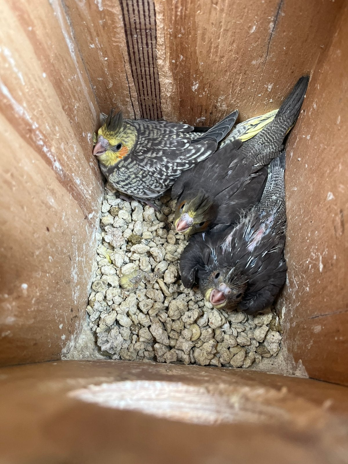 3 jonge valkparkieten