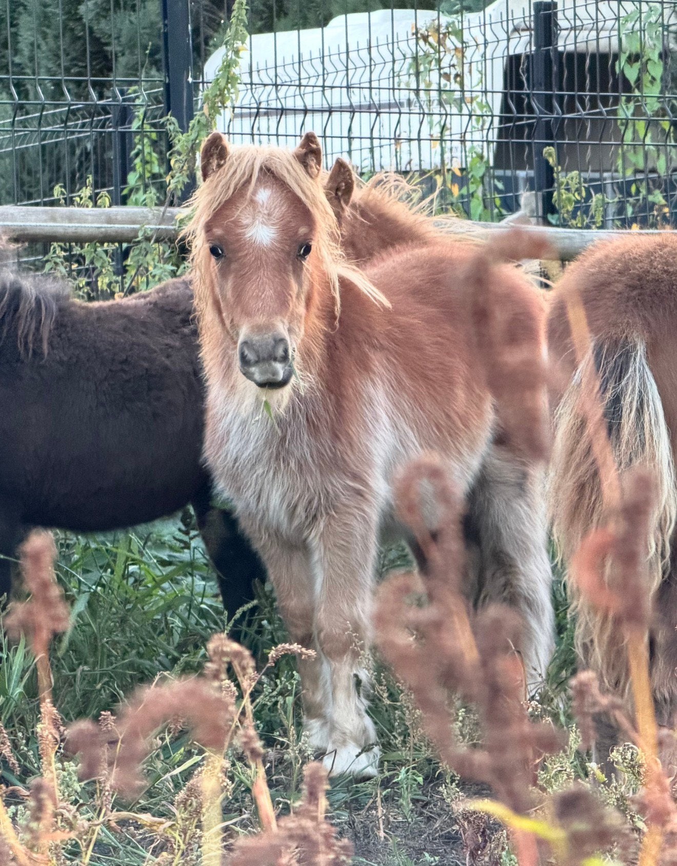 10 hele jonge Shetlands — ongeveer 6 maanden, Dieren en Toebehoren, M